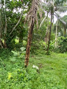 Land for Sale in Waga