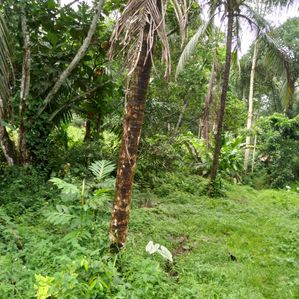 Land for Sale in Waga - Image 2