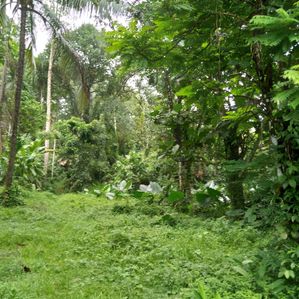 Land for Sale in Waga - Image 3
