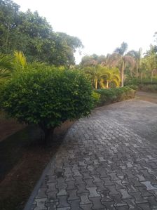 Land for Sale with House Gonapola