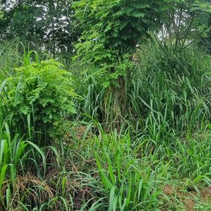 Highly Residential Land For Sale in Gampaha Town - Image 3