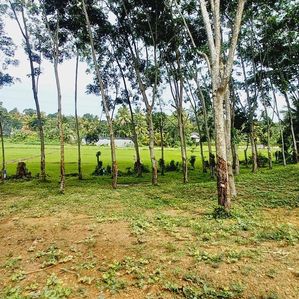 පානදුර නගරයට 04km නිස්කලංක පරිසරයක ඉඩමක් විකිණිමට - Image 2
