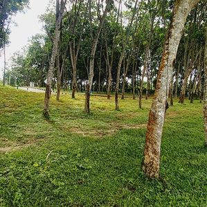පානදුර නගරයට 04km නිස්කලංක පරිසරයක ඉඩමක් විකිණිමට - Image 3