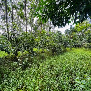 Land for sale - Image 2
