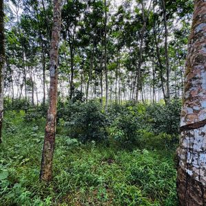 Land for sale - Image 3