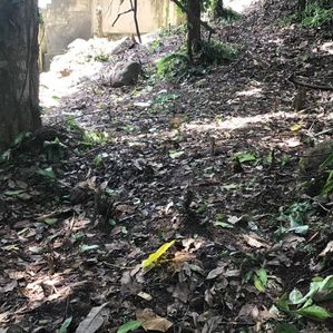 කලේගාන පිහිටි පර්චස් 27 ක අගනා ඉඩමක්. - Image 3