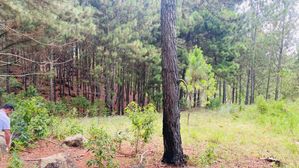 Ella- Land for Sale