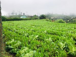 Land for Sale Nuwara Eliya