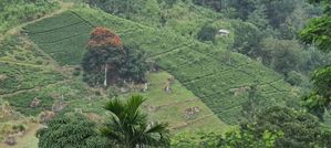 Land for Sale in Ramboda CL- 652