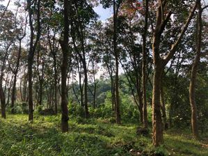 Avissawella පර්.250 ඉඩමක් විකිණීමට