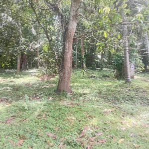 Lakeside Property for Sale in Beliatta - Image 2