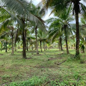 7 Acres Coconut Land for Sale in Weerapokuna, Akurana Puttalam - Image 2