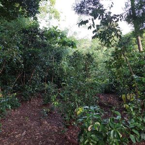 Land for Sale in Balapitiya Madu River