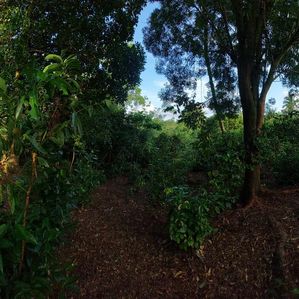 Land for Sale in Balapitiya Madu River - Image 3