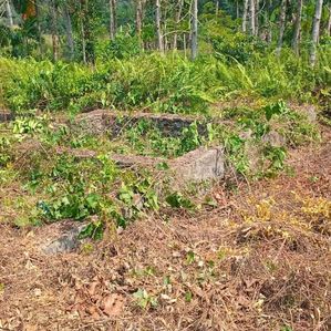 Land for Sale Watareka - Image 3