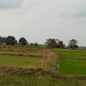 உருத்திரபுரத்தில் வயலும் வளவும் - Image 3
