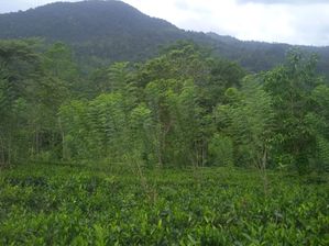 Tea Land for Sale in Dellawa
