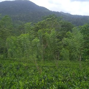 Tea Land for Sale in Dellawa - Image 2