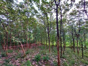 Land for Sale in Embilipitiya
