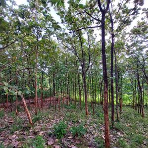 Land for Sale in Embilipitiya - Image 2