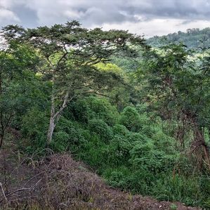 Land for Sale in Peradeniya - Alapalawala 25 Perch - Image 3