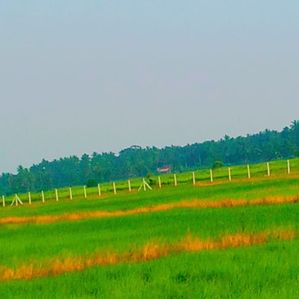 Agriculture Land for Sale Kilnochchi - Image 2