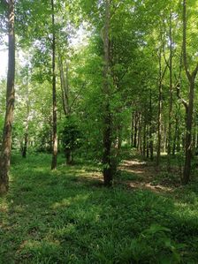 Land for Sale in Nathandiya