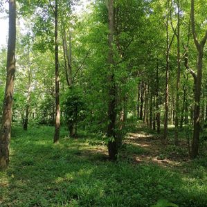 Land for Sale in Nathandiya - Image 2
