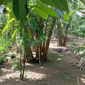 Land for Sale Mirigama - Image 3