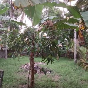 15 P Land -සීදුව කොටුගොඩ - Image 2
