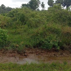 Land for Sale Anamaduwa - Image 3
