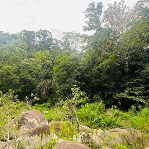 Land for Sale in Laxapana - Image 2