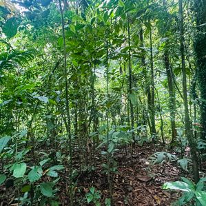 Land for Sale in Laxapana - Image 3