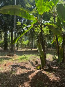 Land for Sale Matale