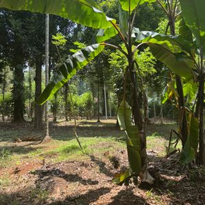 Land for Sale Matale - Image 2