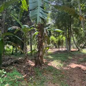 Land for Sale Matale - Image 3