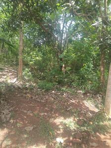මාතර තල්පාවිලින් පර්චස් 10 ක අගනා බිම් කැබැල්ලක් විකිණීමට