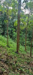 Land for Sale in Mirigama