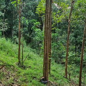 Land for Sale in Mirigama - Image 2